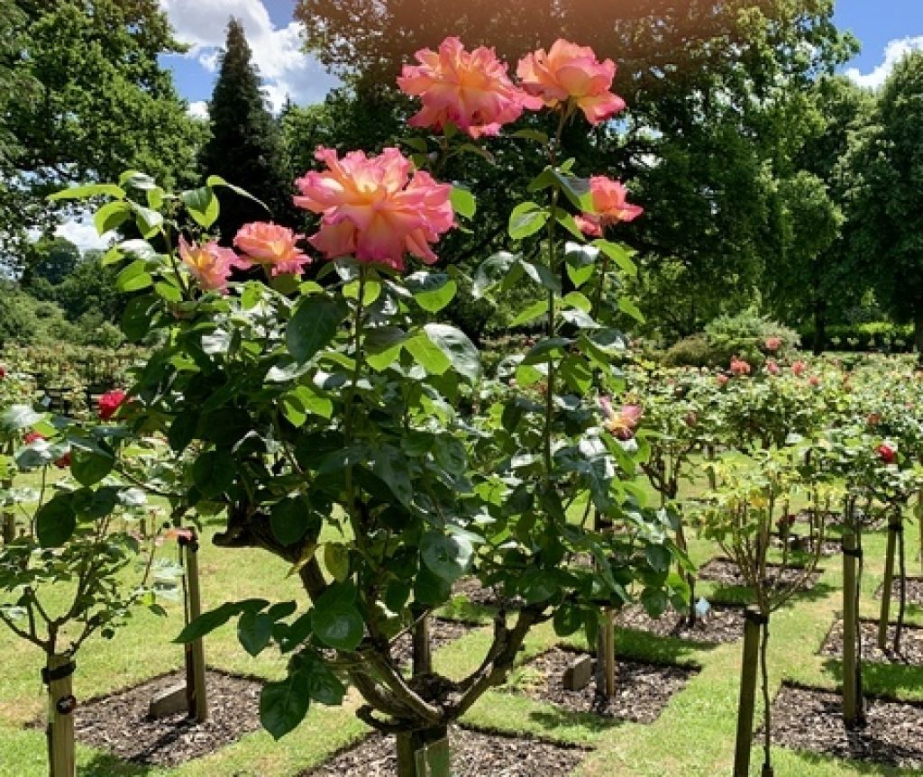 Living Memorials image